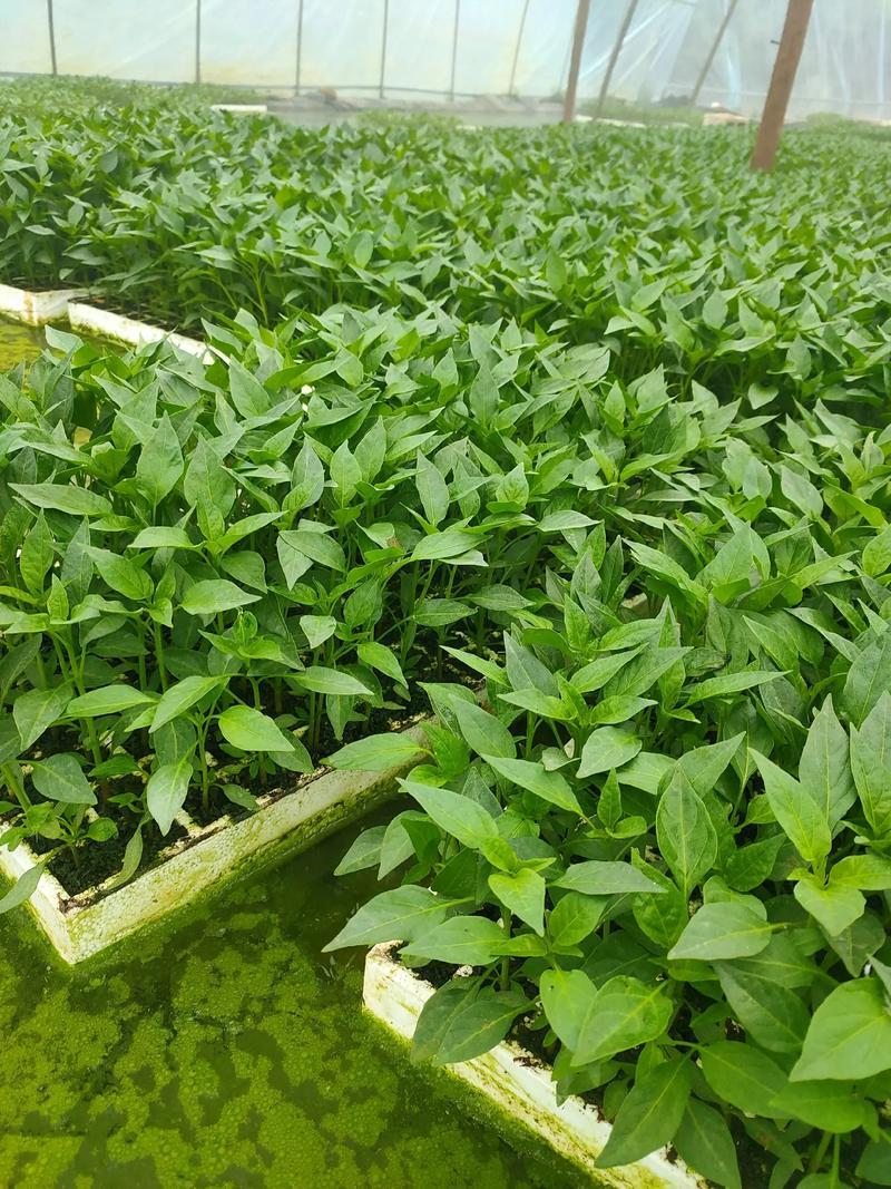 山东椒朵红杂交辣椒苗果大高产抗病分枝多茎杆粗壮