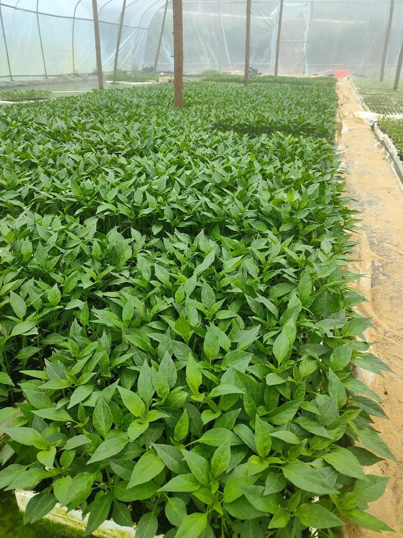 山东椒朵红杂交辣椒苗果大高产抗病分枝多茎杆粗壮