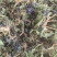 紫花地丁，新货，关书药业批发中药材………