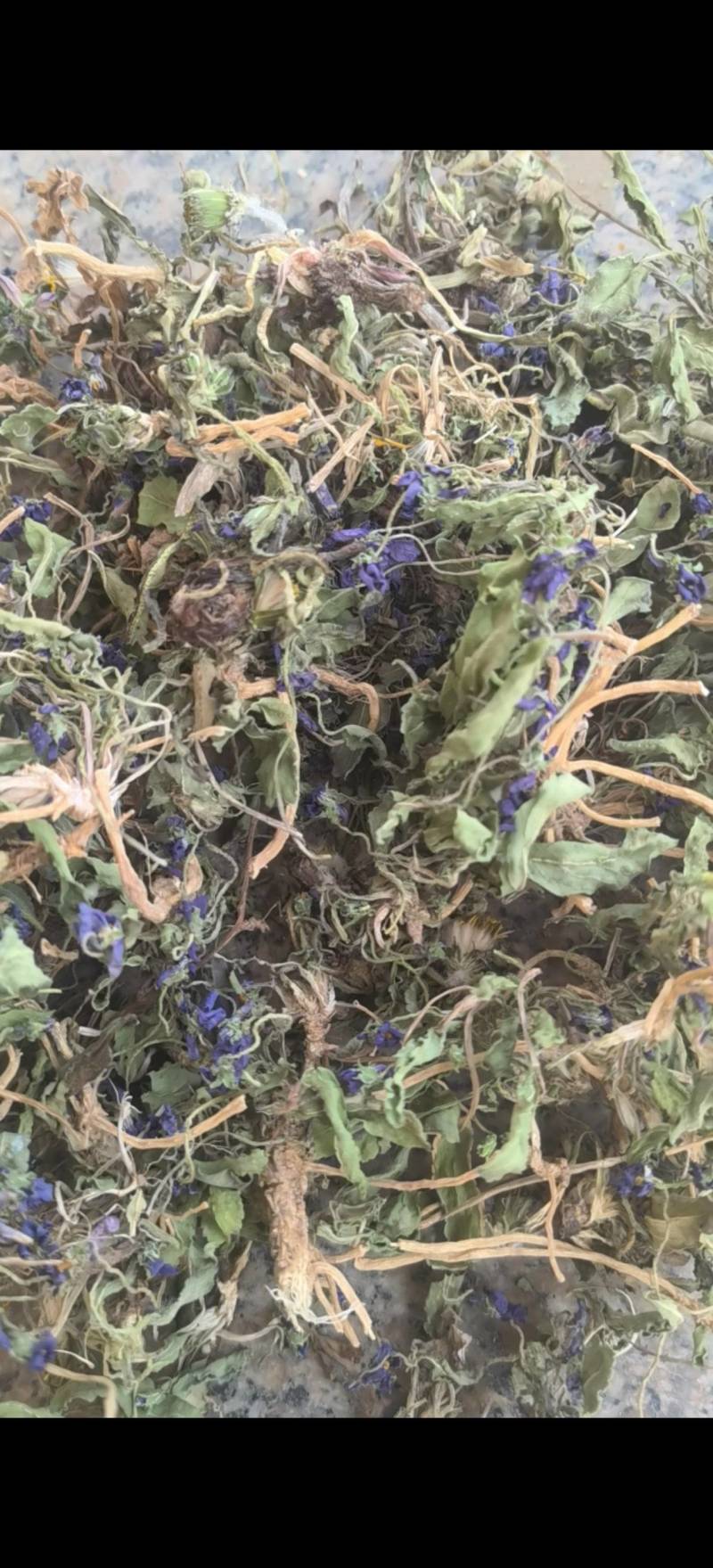 紫花地丁，新货，关书药业批发中药材………