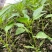 辣椒苗山东优质朝天椒苗大量上市抗病品种齐全
