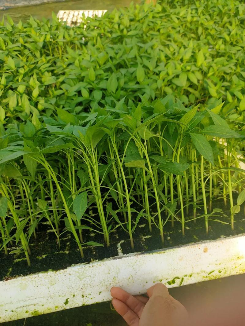 辣椒苗山东优质朝天椒苗大量上市抗病品种齐全