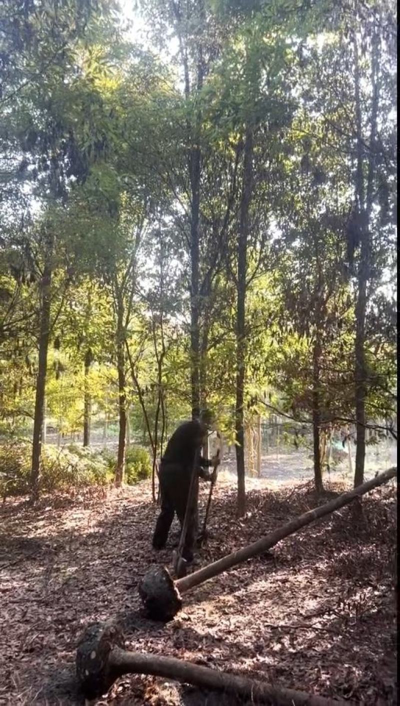 金丝楠木烧枝货量大10-30公分规格齐全欢迎来电订购