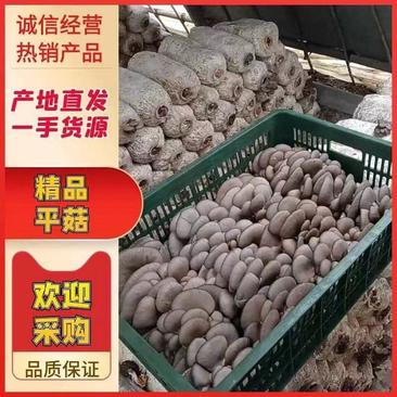 蘑菇黑蘑菇，一手货源，品质保证，全国发货