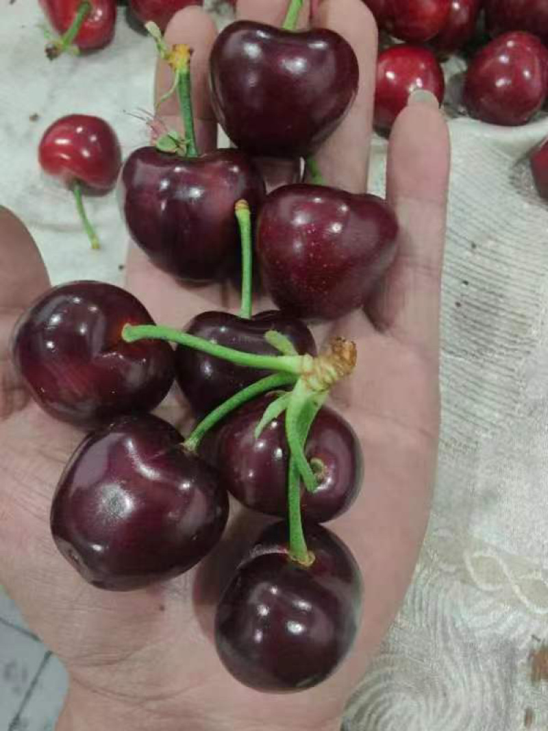 山东临沂精品美早樱桃，品质好，规格齐全，可视频看货