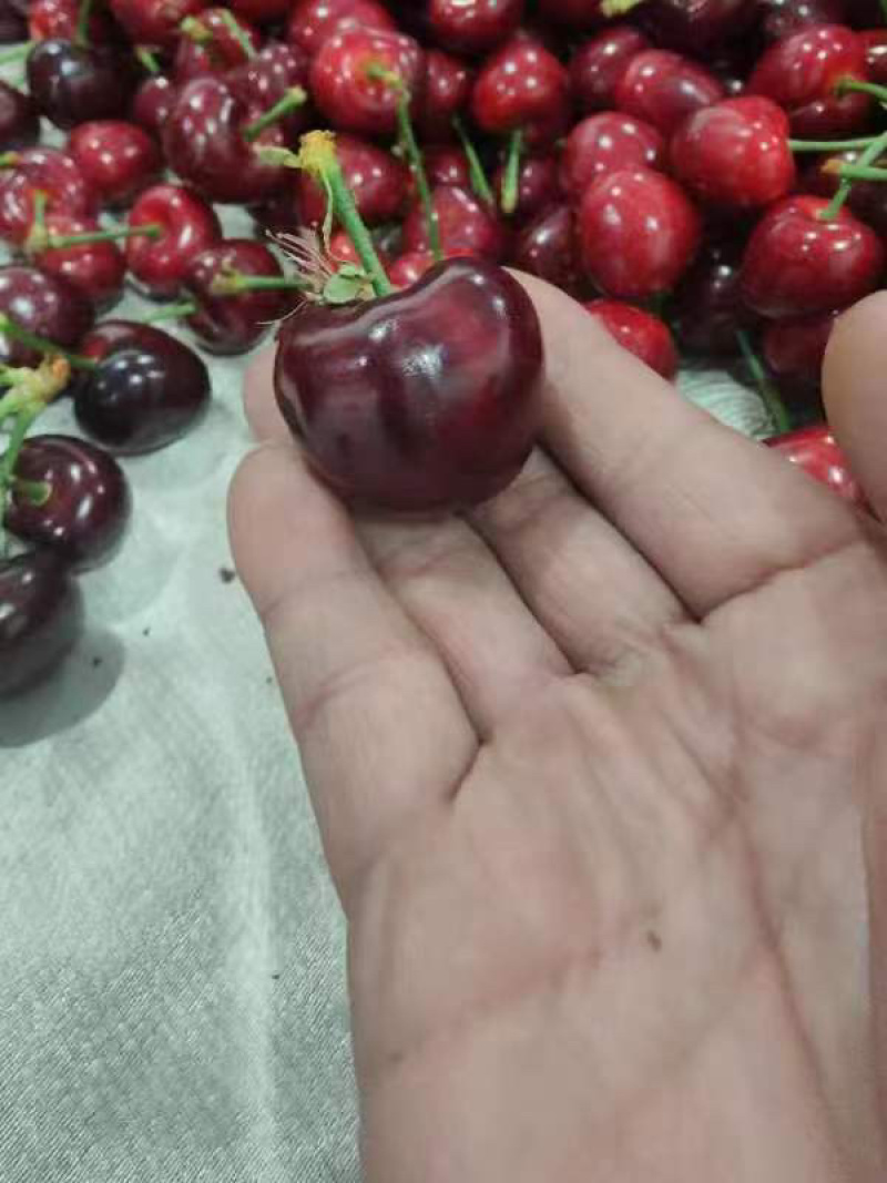 山东临沂精品美早樱桃，品质好，规格齐全，可视频看货
