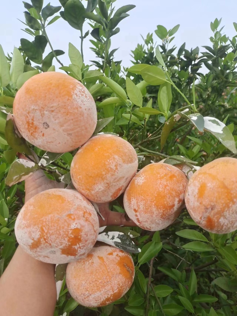 1.5的茂谷柑，全国对接，需要的老板看过来了