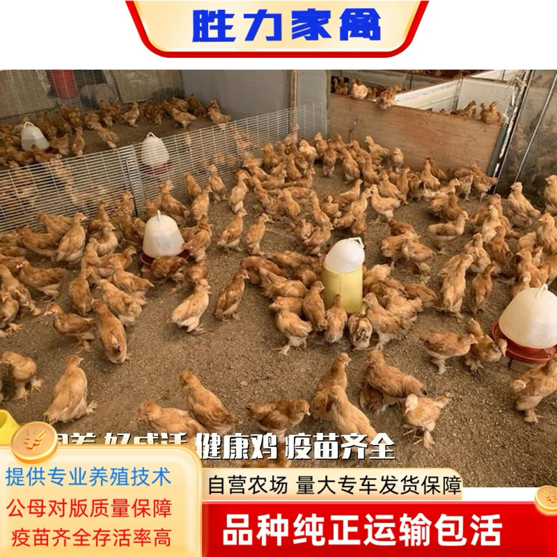 北京油鸡苗包防疫包运输包成活率货到满意付款诚信服务