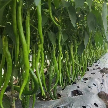辣椒苗成活率高品质好，基地直发量大从优，欢迎咨询