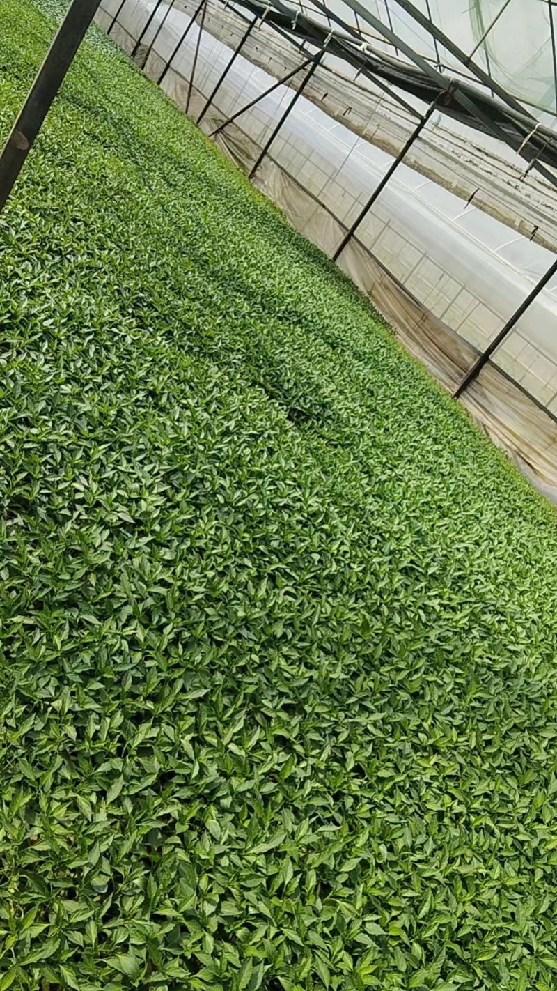 辣椒苗成活率高品质好，基地直发量大从优，欢迎咨询
