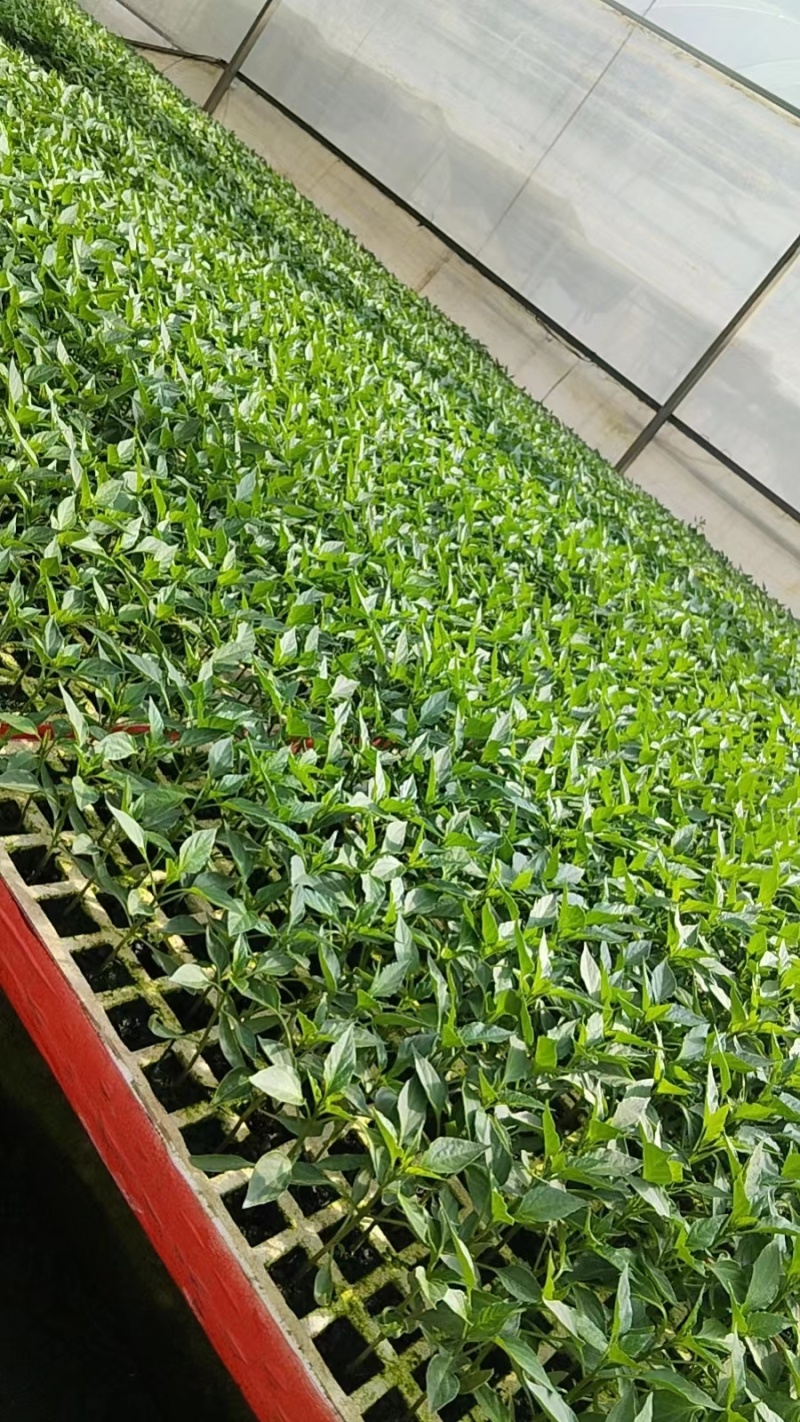 辣椒苗成活率高品质好，基地直发量大从优，欢迎咨询