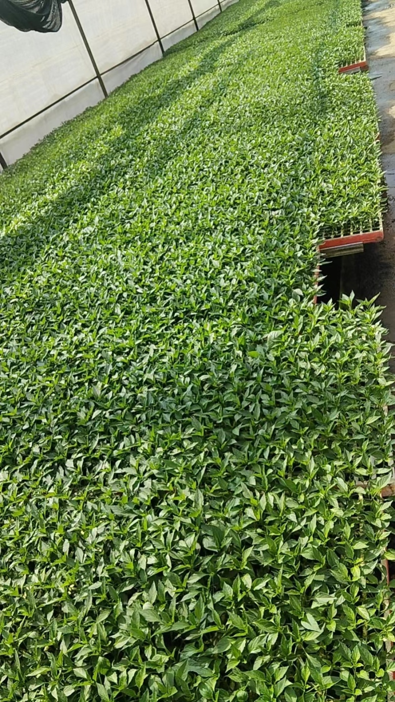 辣椒苗成活率高品质好，基地直发量大从优，欢迎咨询