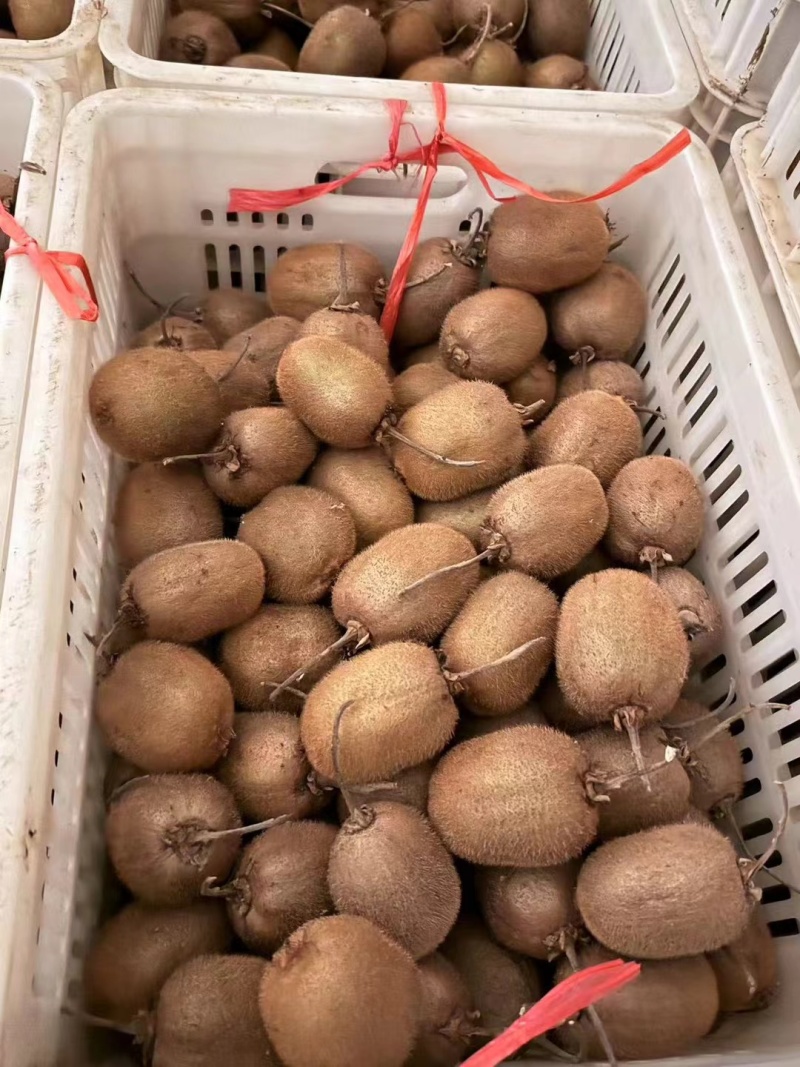 徐香猕猴桃80-150翠香海沃德亚特大量一手现货