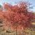 日本红枫，苗圃基地大量供应各种规格齐全，现挖现发树形优美
