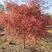 日本红枫，苗圃基地大量供应各种规格齐全，现挖现发树形优美