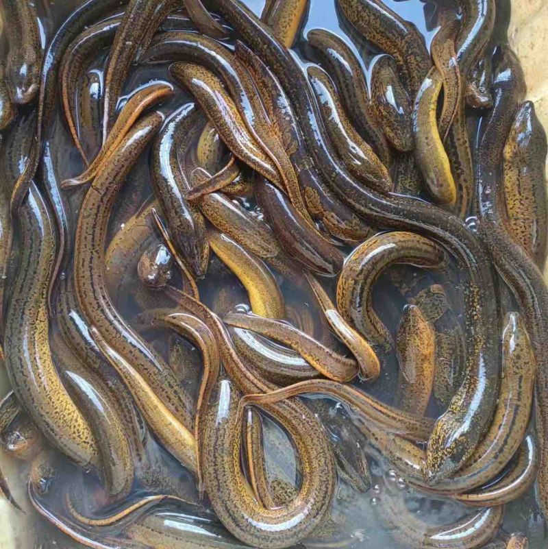 黄鳝大小规格齐全河道稻田。水沟一手货源全年有货
