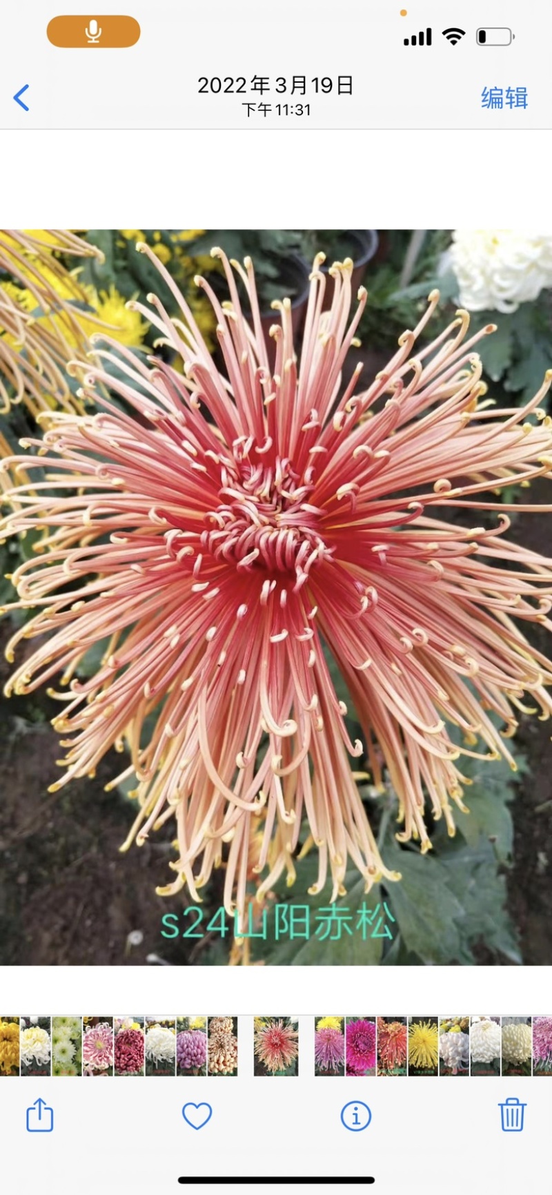 观赏菊，菊花苗基地现货直采！货源充足，接受预定