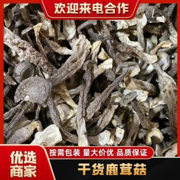 「优质鹿茸菇」鹿茸菇嫩仔货源充足厂家直发欢迎电话联