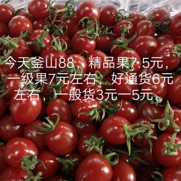 圣女果（玲珑釜山88、千禧六号和T七、靓贝、靓妃、贝多粉
