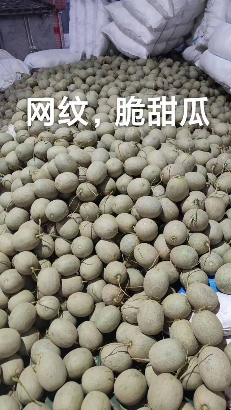 网纹瓜大量现货供应各大电商平台，商超等大中小批发市场。