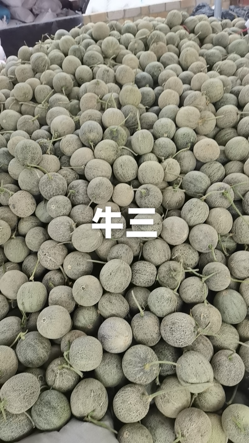 网纹瓜大量现货供应各大电商平台，商超等大中小批发市场。