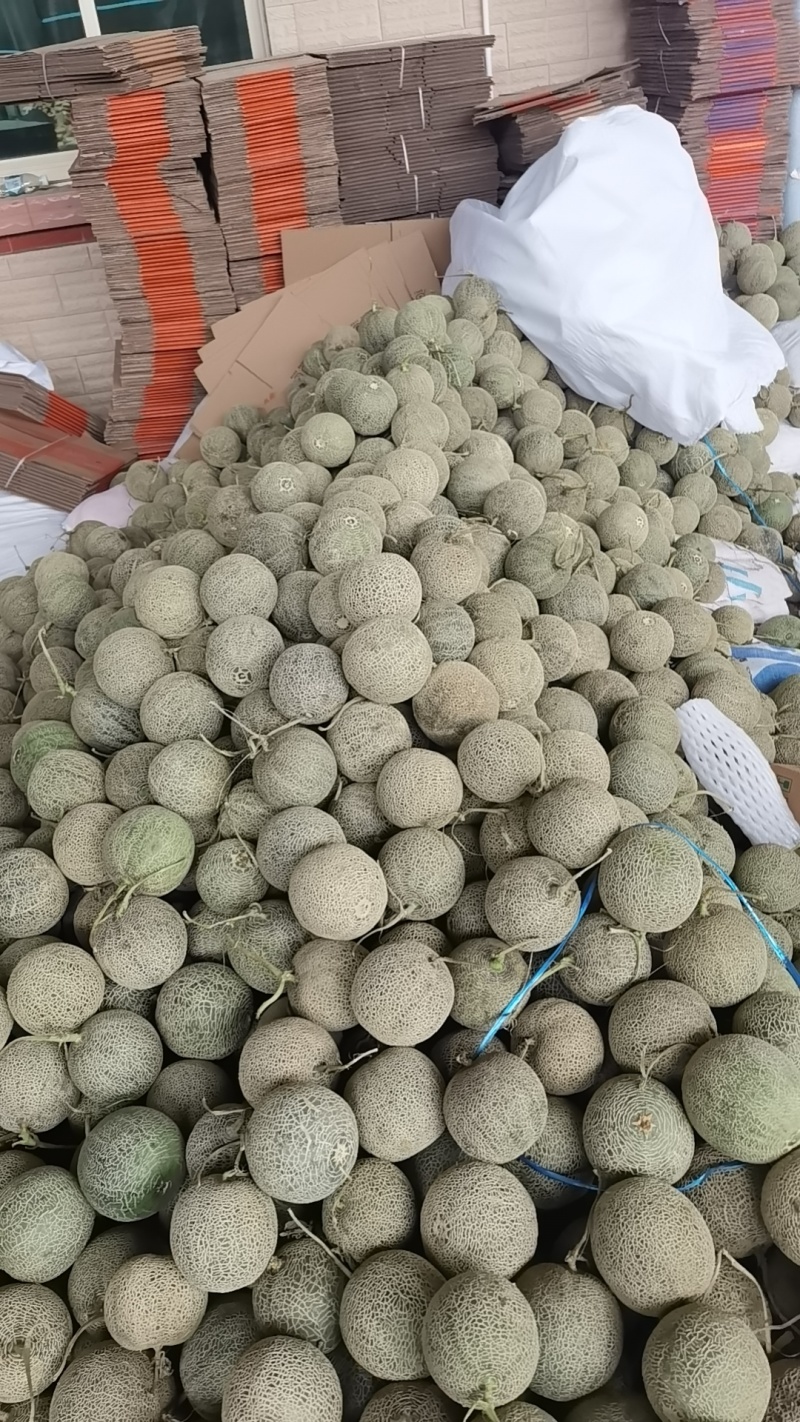 网纹瓜大量现货供应各大电商平台，商超等大中小批发市场。