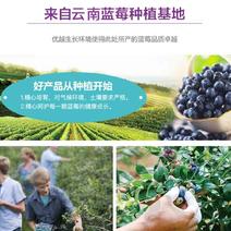 云南高原蓝莓珠宝蓝莓产地直发欢迎洽谈
