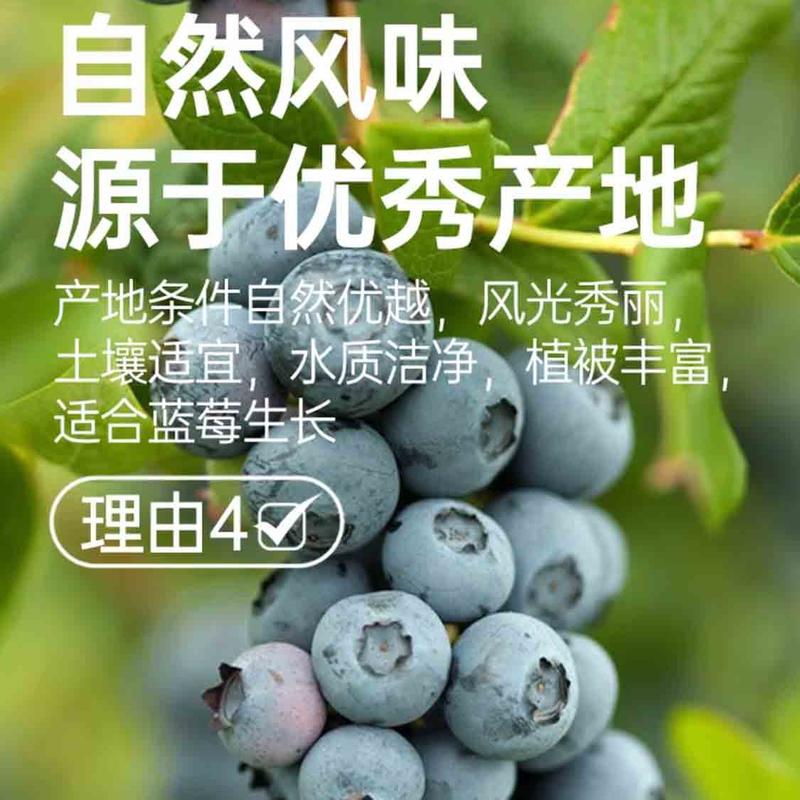 云南高原蓝莓