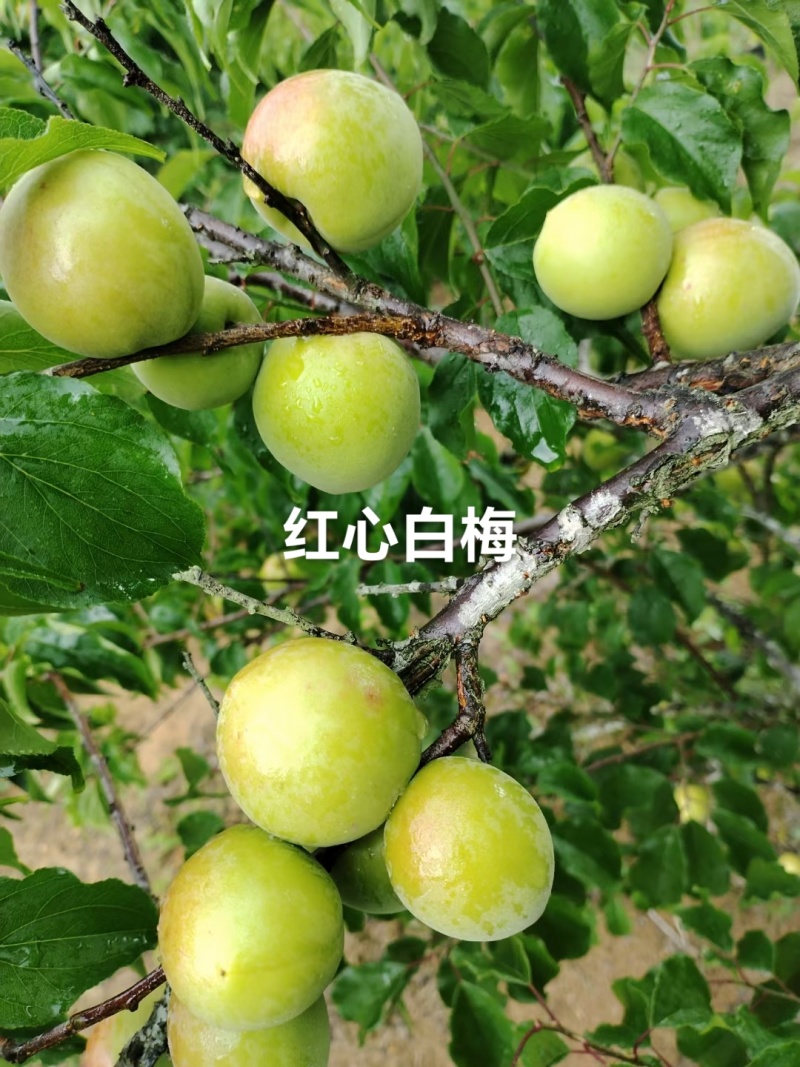 青梅，青竹梅，产地直发，量大从优，品质保证！欢迎咨询！