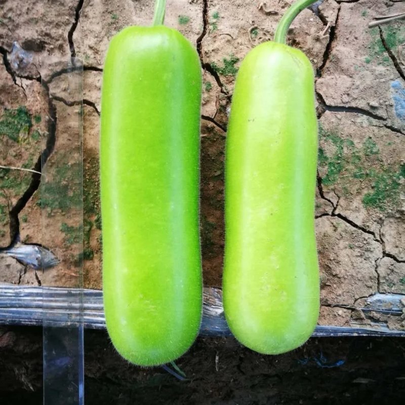 耐热抗病翠莹蒲瓜种子皮色油亮翠绿商品性佳