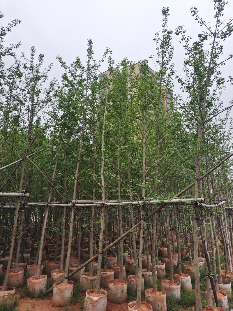 大量5-6公分银杏树袋苗