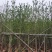 大量5-6公分银杏树袋苗