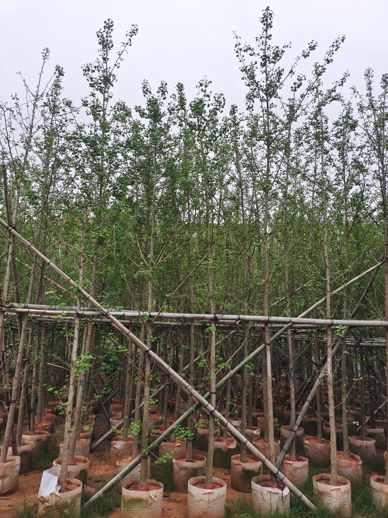 大量5-6公分银杏树袋苗