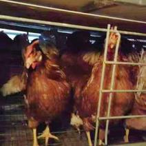新鲜活鸡，福州当地产，5万只蛋鸡，优质健康，速来抢购