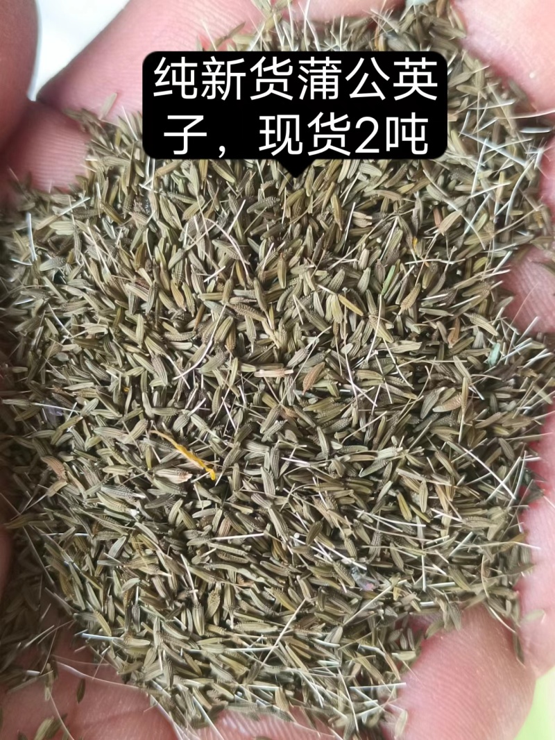 2024年4月9号，纯新蒲公英种子#产新上市了