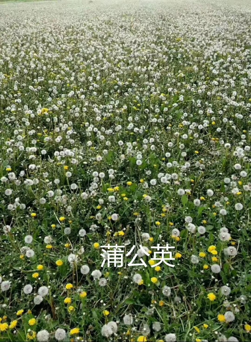 2024年4月9号，纯新蒲公英种子#产新上市了