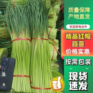 蒜苔精品红帽蒜苔，代发各大超市电商及各大市场。欢迎你的