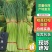 蒜苔精品红帽蒜苔，代发各大超市电商及各大市场。欢迎你的