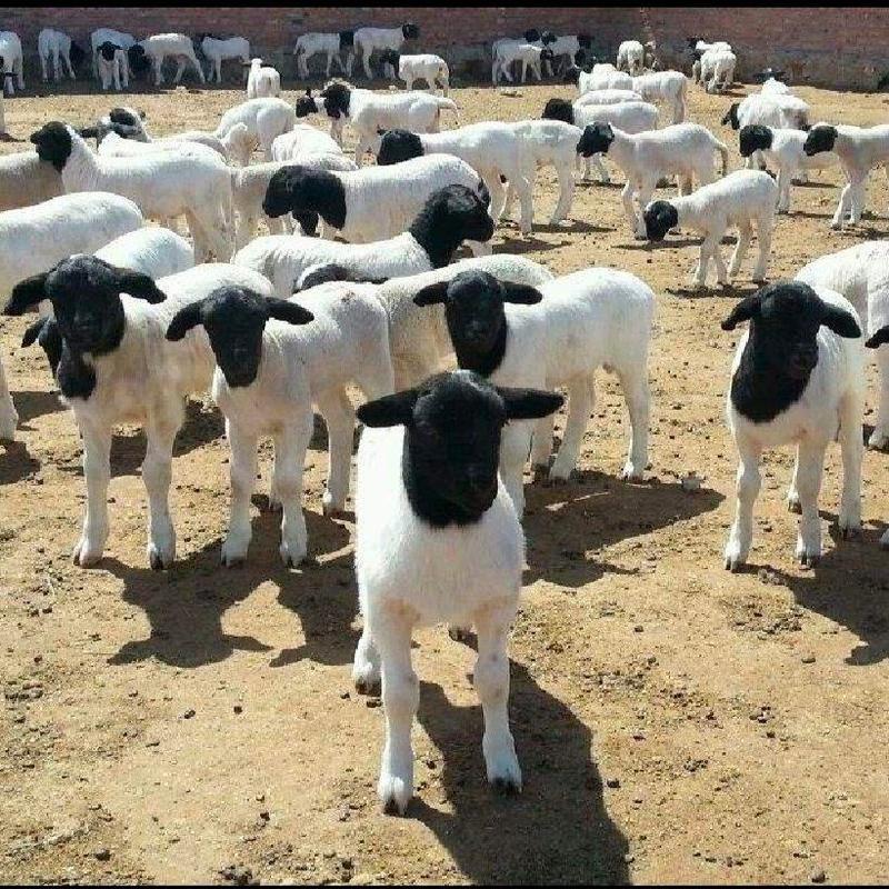 杜泊羊，纯种杜泊羊，黑头杜泊羊，杜泊种公羊，怀孕杜泊羊。