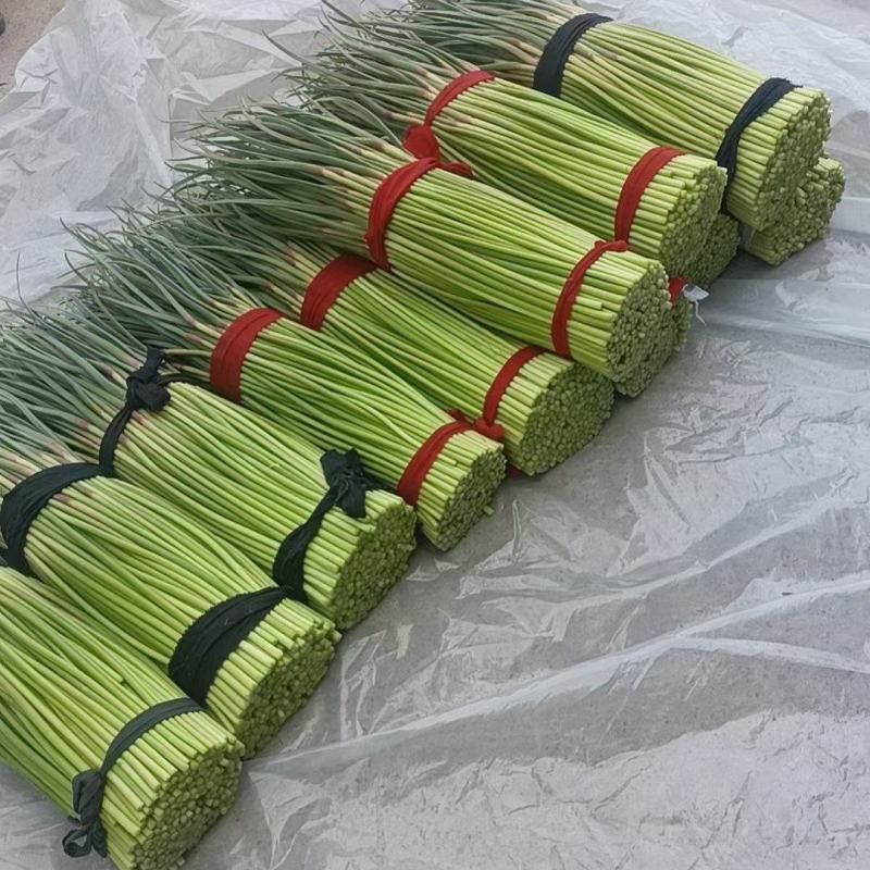 红帽，白帽蒜苔，支持电商市场，全国发货！