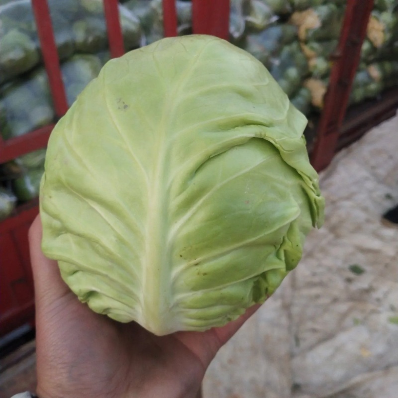 牛心甘蓝山东甘蓝中甘甘蓝产地直发可视频看货无中间商