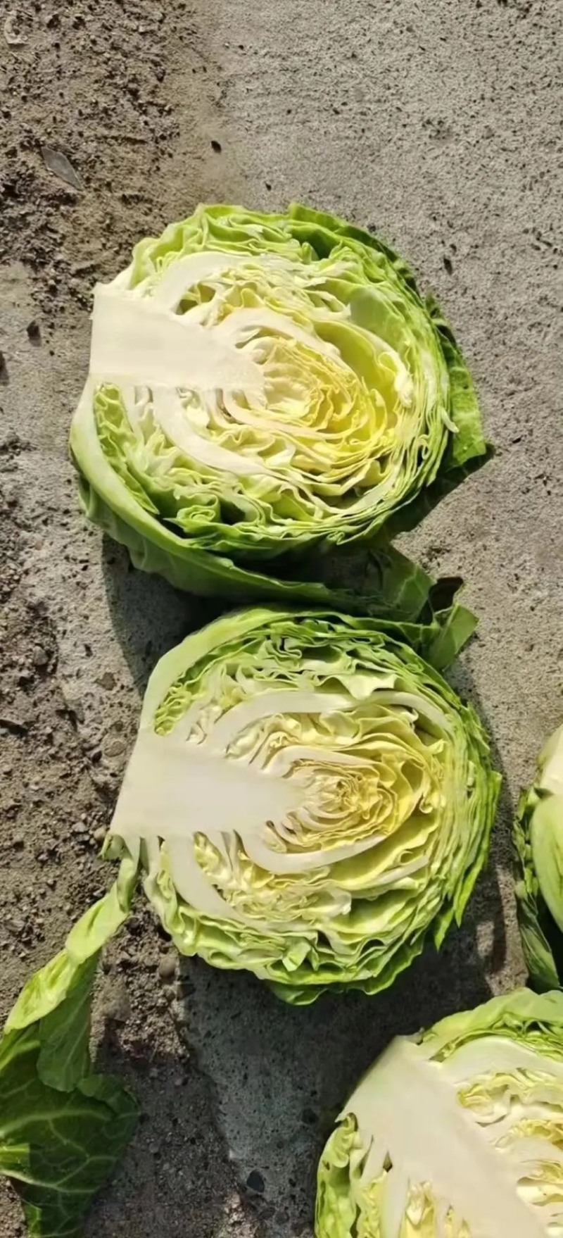 牛心甘蓝山东甘蓝中甘甘蓝产地直发可视频看货无中间商