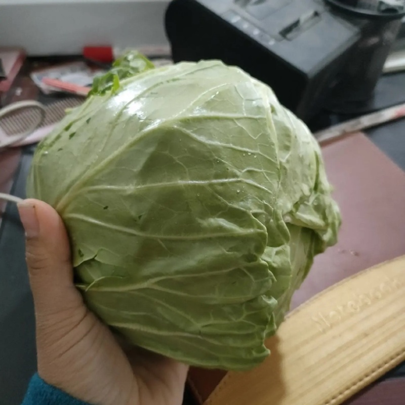 山东甘蓝牛心甘蓝现砍现发提供一条龙服务全国发货