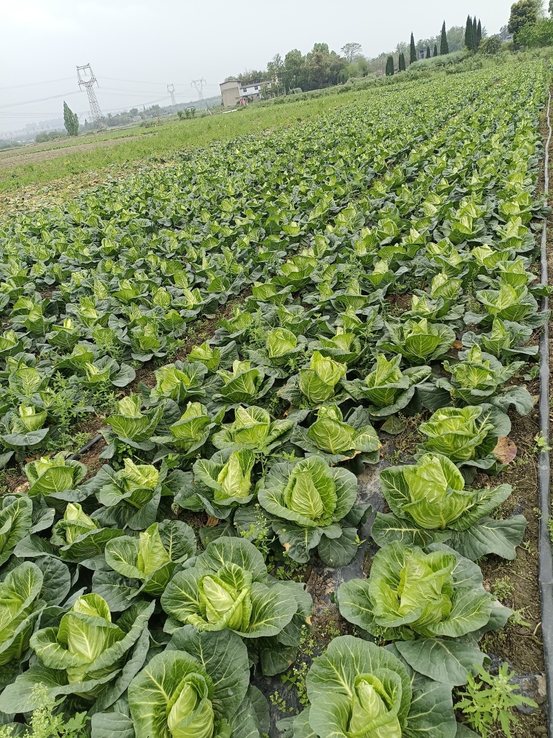 高山牛心菜大量现货