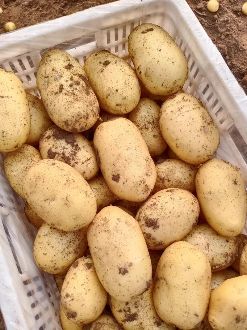 荷兰十五土豆产地直发货源充足量大从优可供商超市场