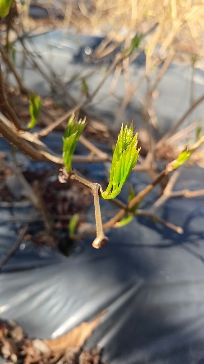 恩施高山富硒藤茶