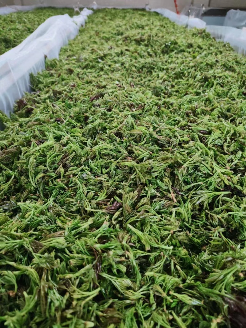 恩施高山富硒藤茶