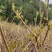 恩施高山富硒藤茶