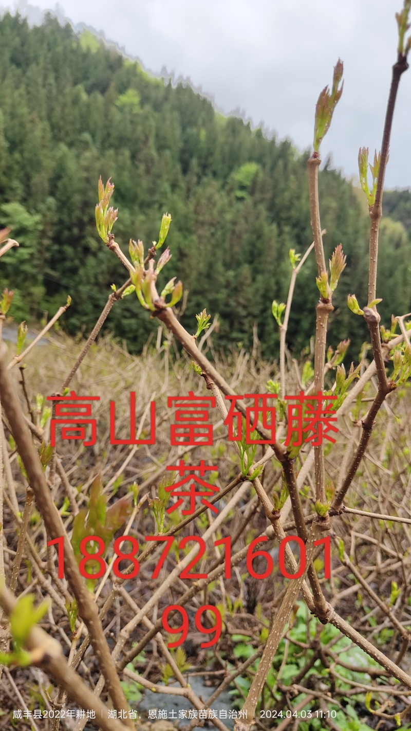 恩施高山富硒藤茶