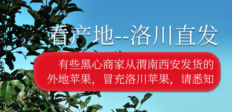 [脆甜]陕西正宗洛川红富士苹果新鲜现摘应季水果冰糖心批发